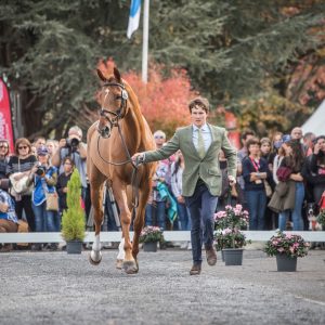 programme inspection des cheveaux