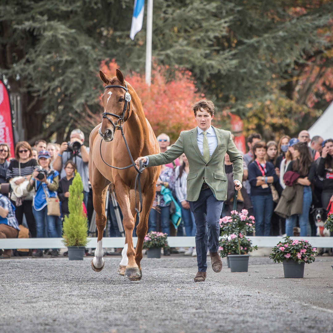 programme inspection des cheveaux